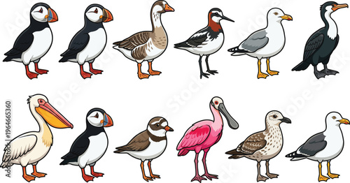Colorful Bird Species Vector Set with Puffin, Pelican, Flamingo, and Seagull Illustrations for Wildlife, Nature, and Animal Art