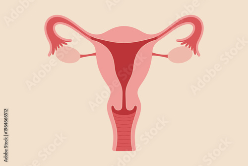 Anatomical Illustration of Female Reproductive System