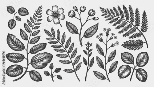 Vintage botanical illustration featuring various leaves ferns and delicate floral elements
