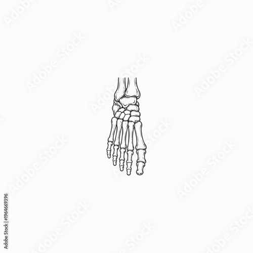 Human Foot Bones Anatomy Illustration