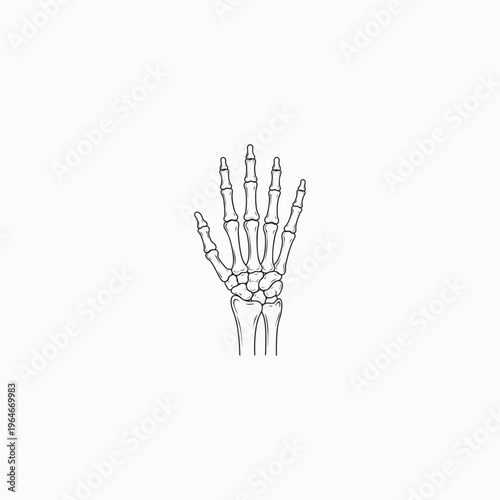 Human Hand Bones Anatomy Illustration