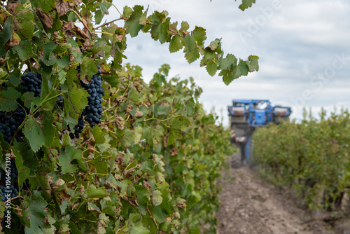 Automated viticulture: Mechanical Syrah harvest in the Cuyo wine region.