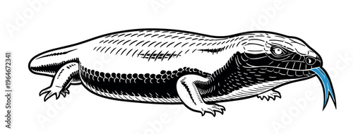 Blue-tongued skink illustration in a minimalistic style