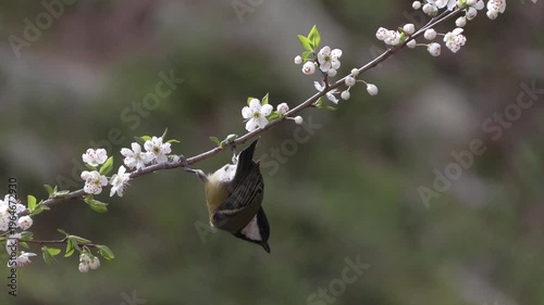 Great tit (Parus major) Cinciallegra	