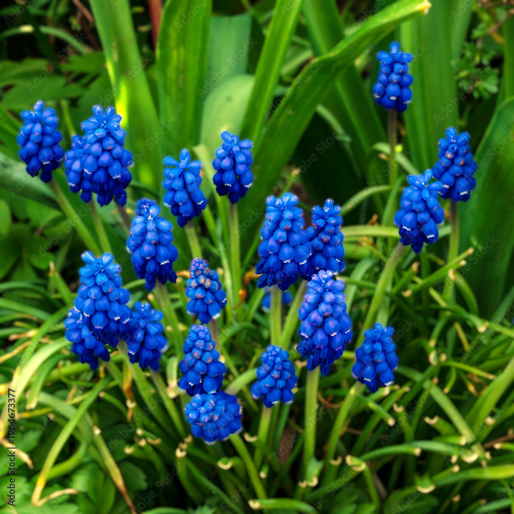 Fototapeta premium Grape hyacinths