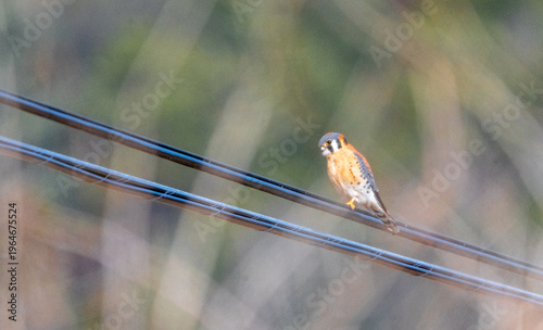 A small, colorful American Kestrel (Falco sparverius) is perched alertly on a utility wire against a soft, blurred natural background.