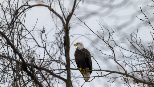 Mature adult Bald Eagles (Haliaeetus leucocephalus) perched high within the bare, intricate branches of a winter deciduous tree.
