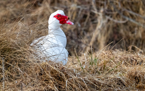 A white Muscovy Duck (Cairina moschata) with a distinctive red caruncled face, resting among dry, dormant winter grasses.