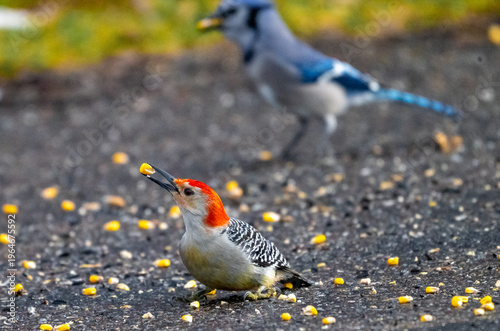 A Red-bellied Woodpecker (Melanerpes carolinus) and a Blue Jay (Cyanocitta cristata) foraging for cracked corn on an asphalt surface.