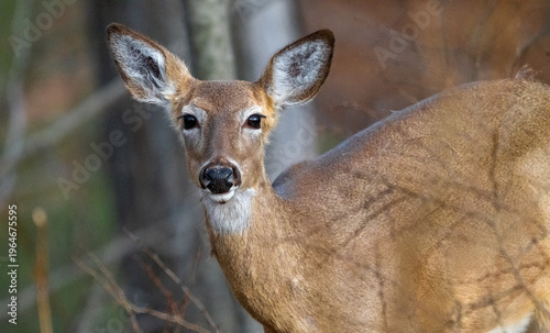 A young White-tailed Deer (Odocoileus virginianus) foraging in a harvested corn field during the golden hour of sunset.