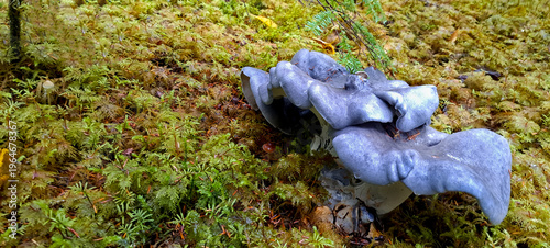  Beautiful chanterelle mushroom growing wild in forests of Alaska enjoying the damp cool environment.
