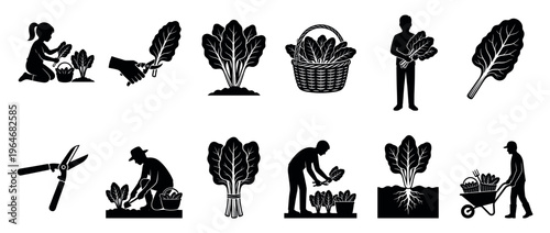 Leafy greens harvesting and gardening process with people and tools in a collection of silhouette icons.