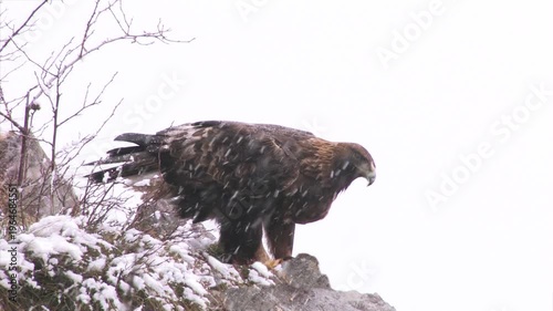 Golden eagle, Aquila chrysaetos, Aquila reale	