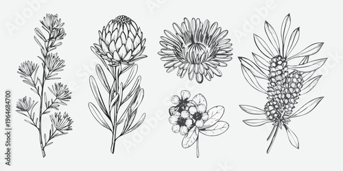 Detailed botanical illustration of protea and leucospermum flowers silhouette