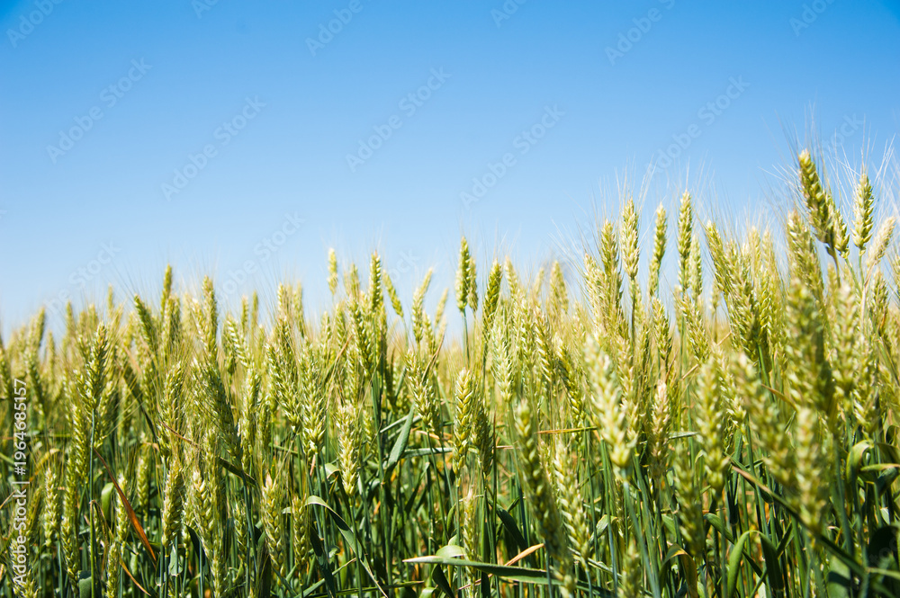 Obraz premium Ripening wheat field