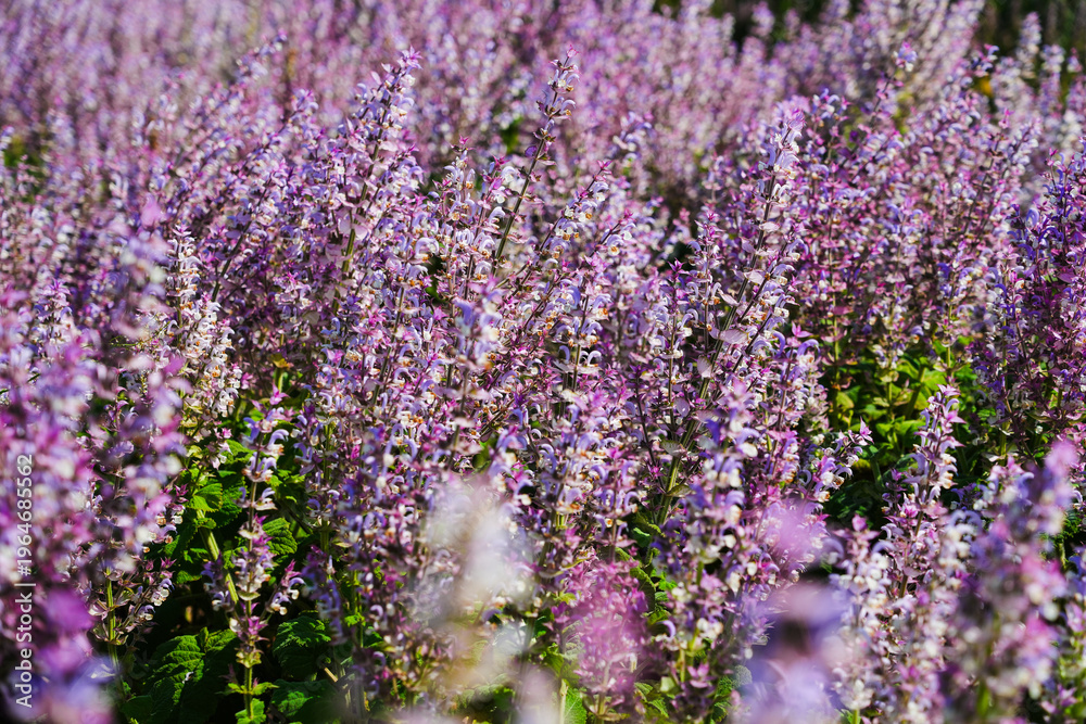 Obraz premium Purple sage flowers blooming in a sunlit field.