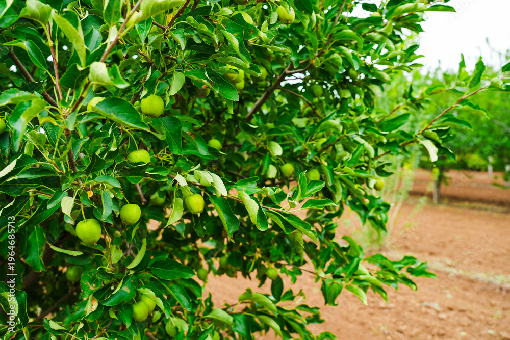 Obraz premium Green apples growing on a tree branch.