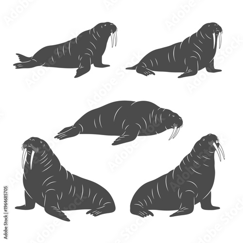 Five walrus illustrations in various poses rendered in black and white