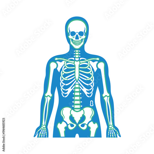 Anatomical illustration depicting a human skeleton and muscular system