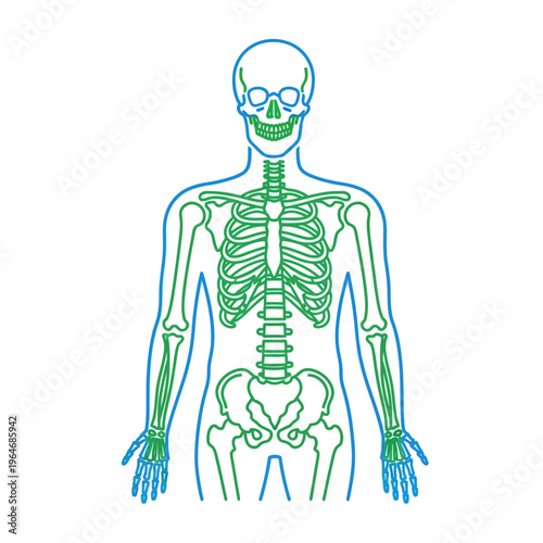 Anatomical illustration of the human skeleton with highlighted organs