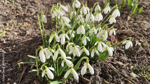 Bush of the blooming snowdrops in sunny morning