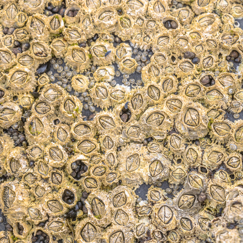 Common barnacle (Semibalanus balanoides) attached to coastal rock at low tide, Scotland