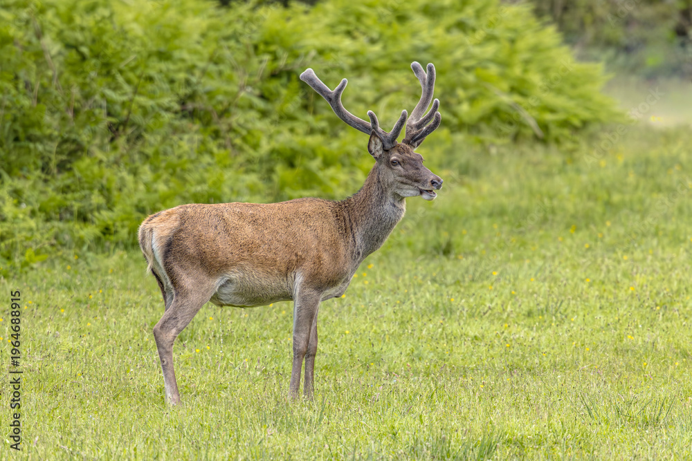 Fototapeta premium Red Deer Stag Standing in Scottish Meadow in Spring