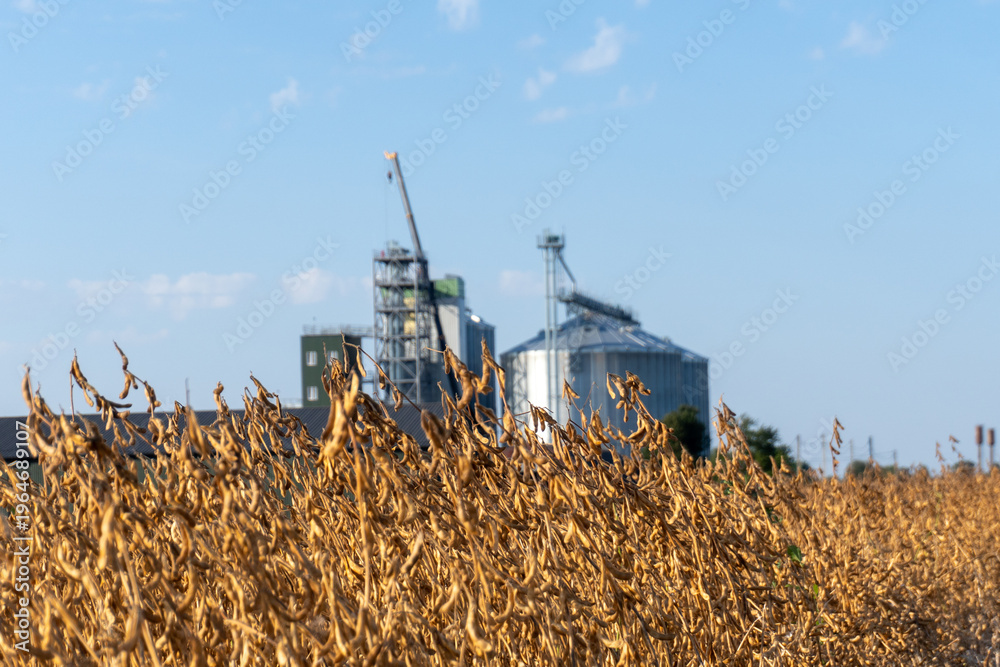 Fototapeta premium Farm Field With Dry Soybean Plants and Grain Silos in the Background Under a Clear Blue Sky During the Day
