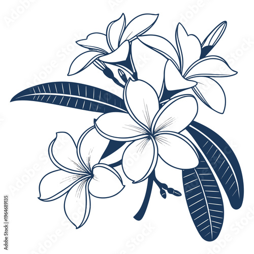 frangipani silhouette on white background