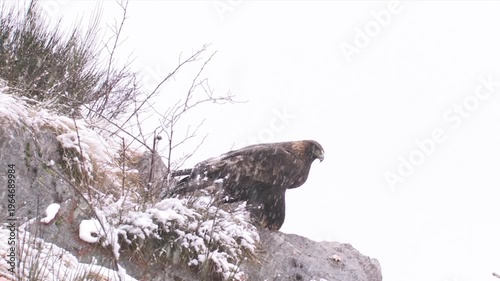Golden eagle, Aquila chrysaetos, Aquila reale	