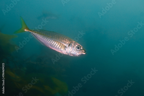 Jack mackerel (Trachurus sp.) swimming in temperate reef waters, Wellington, New Zealand