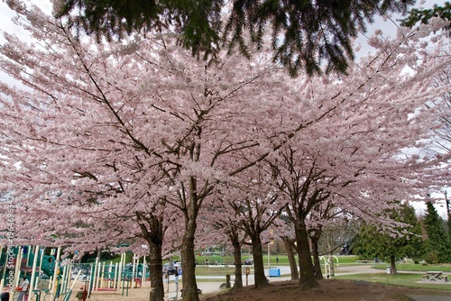 Фотография Spring has sprung in the park nearby