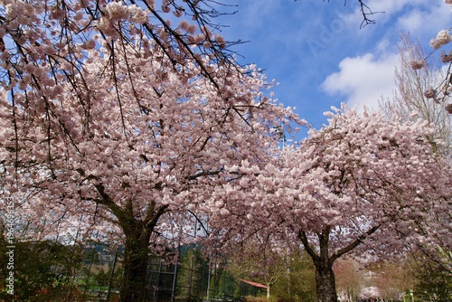 Spring has sprung in the park nearby. Cherry blossoms in full bloom!