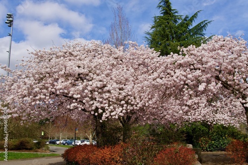 Spring has sprung in the park nearby. Cherry blossoms in full bloom!