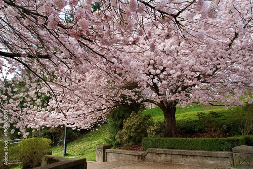 Spring has sprung in the park nearby. Cherry blossoms in full bloom!