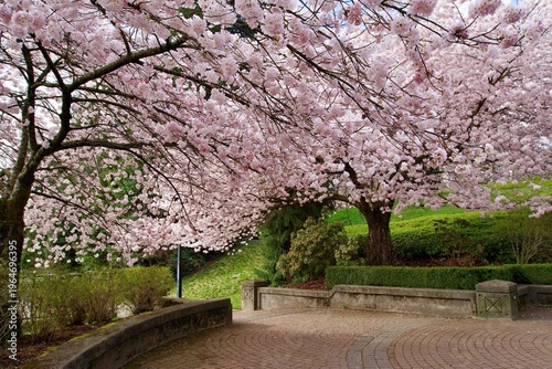 Spring has sprung in the park nearby. Cherry blossoms in full bloom!