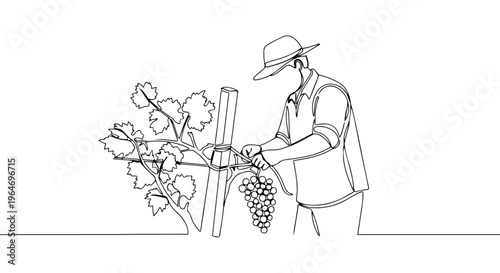 Male viticulturist tying grapevine one line drawing. Continuous line vineyard and agriculture concept. Minimalist vector illustration isolated on white background