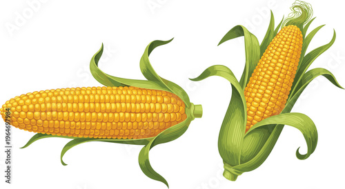 Sweet corn vector illustration set. Fresh maize cobs with green husk details. Organic farm vegetable design for food projects, agriculture themes, and healthy eating concepts.