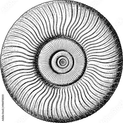 Vintage hand drawn engraving of a spiral ammonite fossil shell isolated on white background prehistoric marine cephalopod mollusk underwater life evolution paleontology specimen