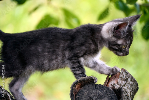 Cute little kitten climbing on a tree in a garden