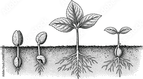 Vintage Seed Germination Process Illustration Detailed Hand Drawn Engraving Style Plant Growth Stages Concept Isolated on White Background for Business Development and Nature Education