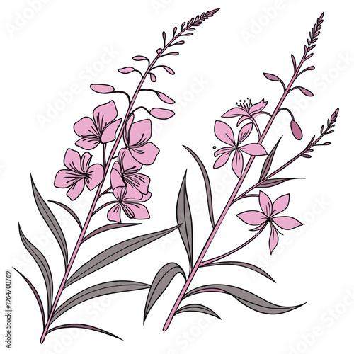 Photos fireweed vector