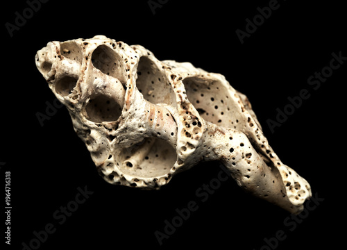 Obraz na plátně Weathered White Broken Seashell with Porous Texture Isolated on Black