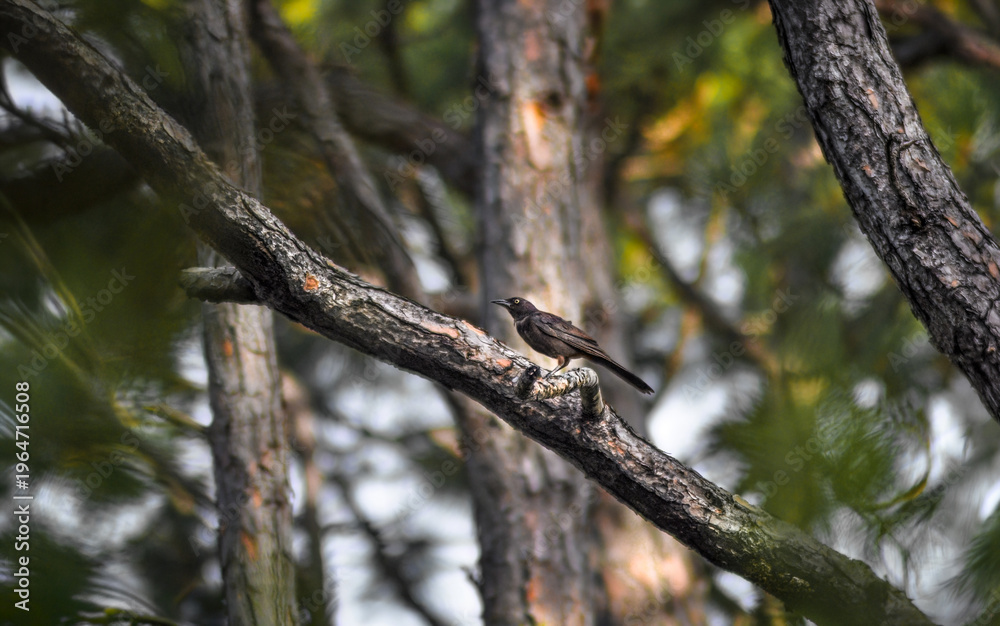 Fototapeta premium A Great-Tailed Grackle In A Pine Forest (Quiscalus Mexicanus)