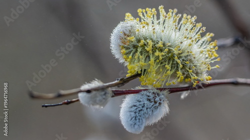 Early spring flowers are covered with dew
