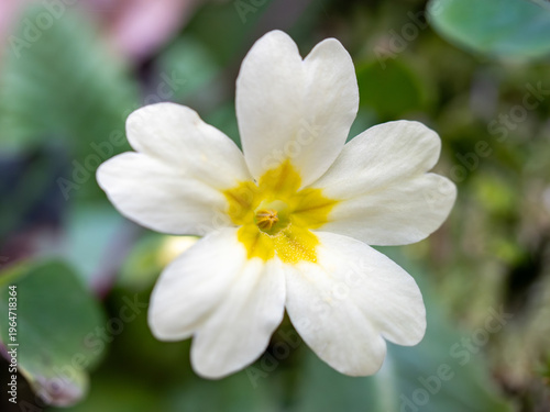 Foto Primula vulgaris close up