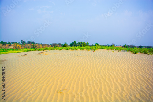 A peaceful landscape of thriving chickpea crops on a dune slope, with a cloudless sky enhancing the vivid greens