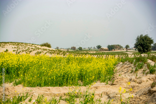 A vibrant scene of lush green mustard plants dotted with bright yellow flowers spreading across a sandy dune in the desert