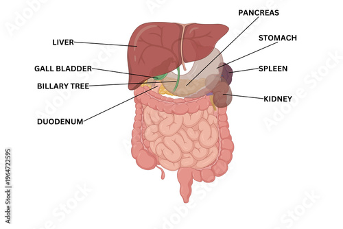Fotografie Human Digestive System Anatomy Illustration – Gastrointestinal Tract Diagram