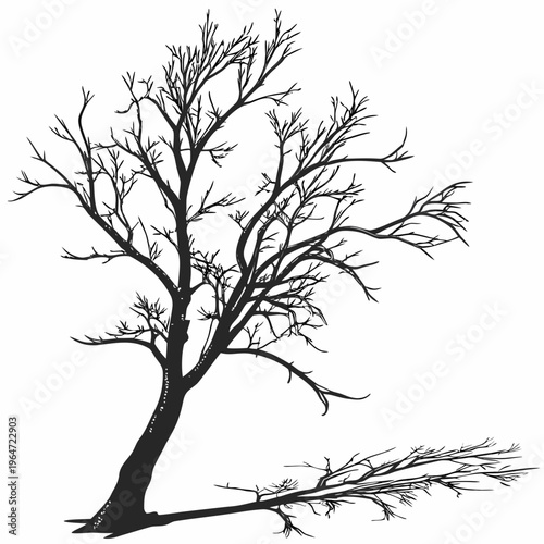 Leafless tree with broken branch on white background bare tree